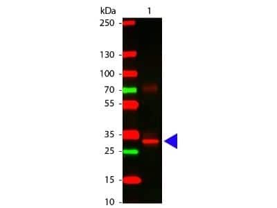 Western Blot: L-Asparaginase Antibody [NBP1-78086]